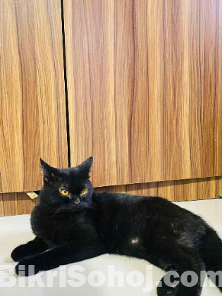 british cat